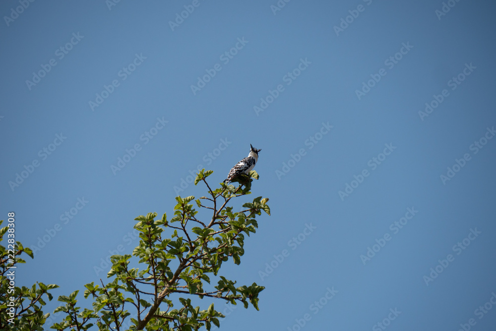 Pied Kingfisher in the Okavango Delta, Botswana Pied Kingfisher in the Okavango Delta, Botswana