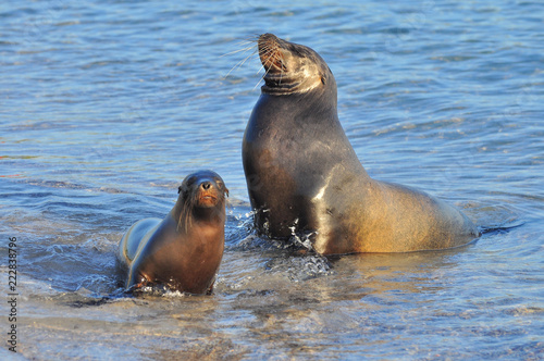 sea lion in the sea © Jo