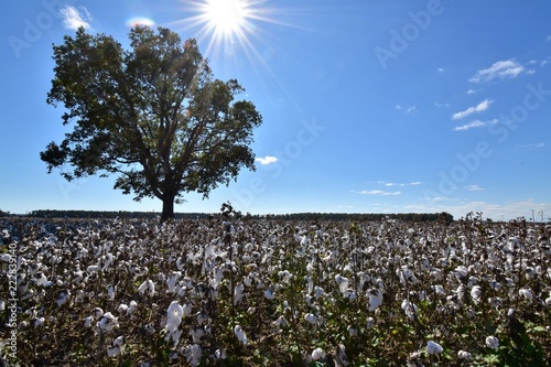 Cotton Sun photo