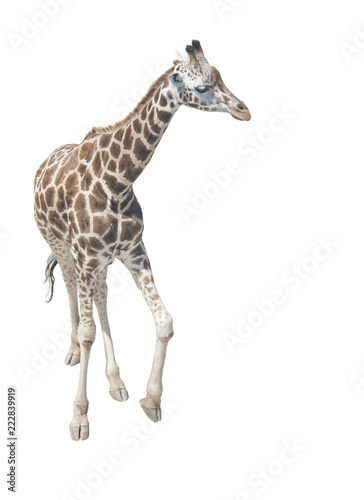 Photography Giraffe on white background