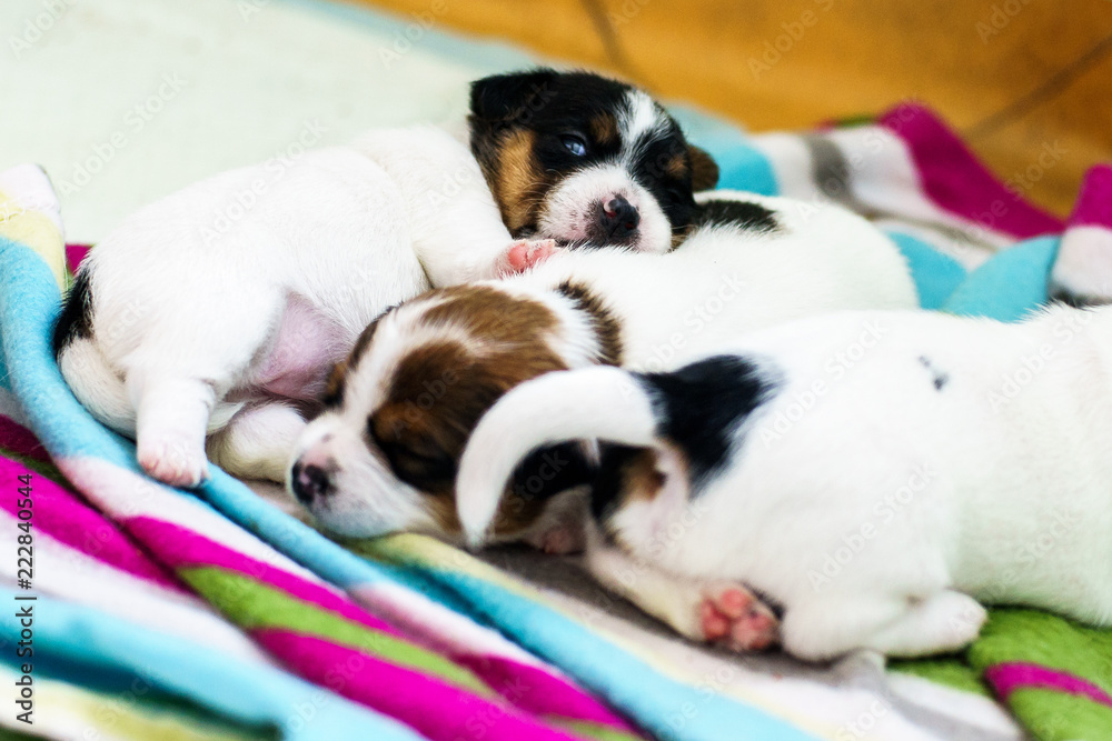 Purebred Jack Russell terrier puppies Purebred Jack Russell terrier puppies
