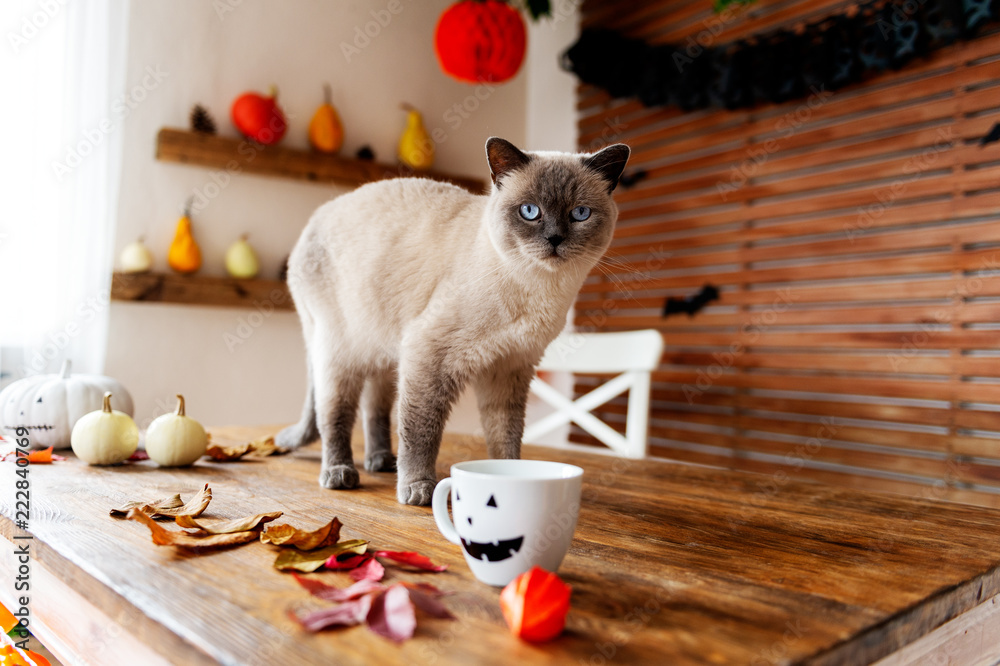 Fototapeta premium Wspaniały kot domowych stojących na stole w halloween tematu urządzone salon. Styl życia Halloween sezonu rodzinnego domu wnętrze.