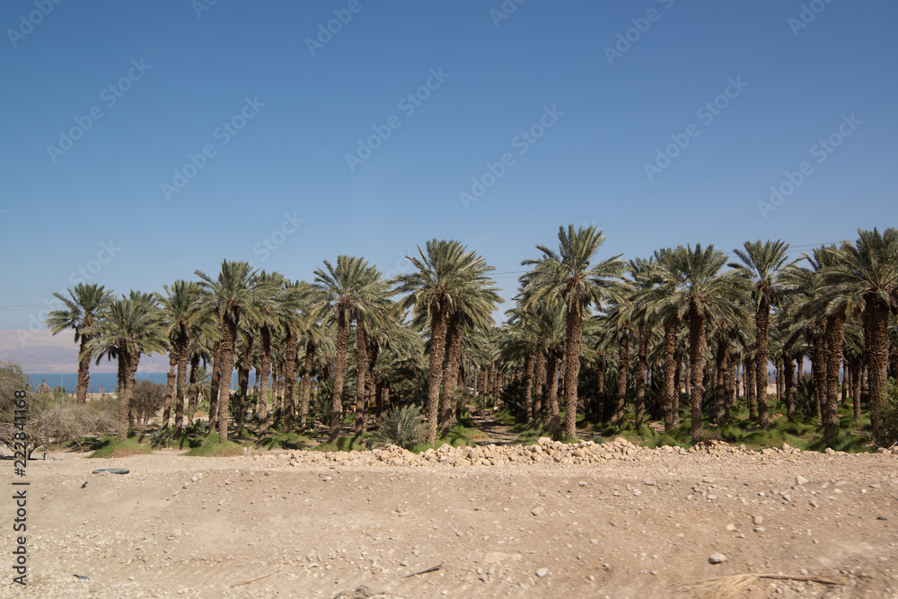 Palmtrees shot on the coast in front of the Dead Sea