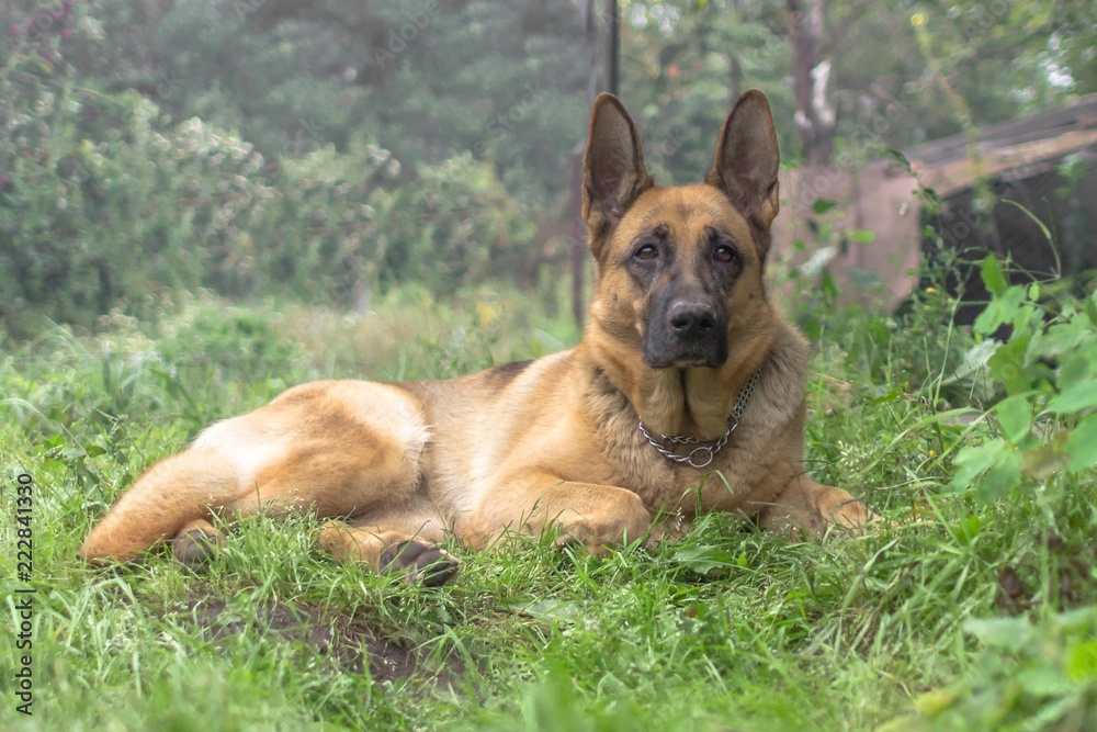 Pedigree dog. Education of the German Shepherd. Training a large dog. Pet for a walk. Security guard at home. Pedigree dog. Education of the German Shepherd. Training a large dog. Pet for a walk. Security guard at home.