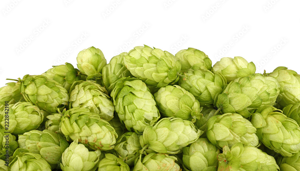 Close up heap of fresh green hops isolated
