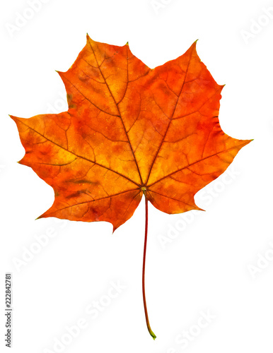 Autumn maple tree leaf
