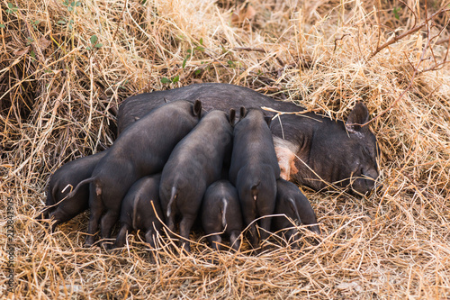 Wild boar piglets drink milk from her mother photo