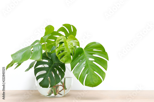 propagating Swiss Cheese Plant , Philodendron Monstera in water