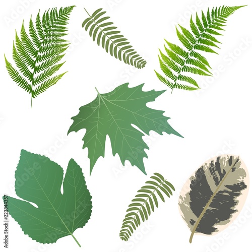A set of colored leaves. Leaves of ferns,  sycamore leaf, figs leaf, ficus leaf. Vector illustration.