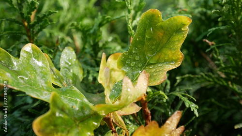 herbstliches Eichenlaub photo