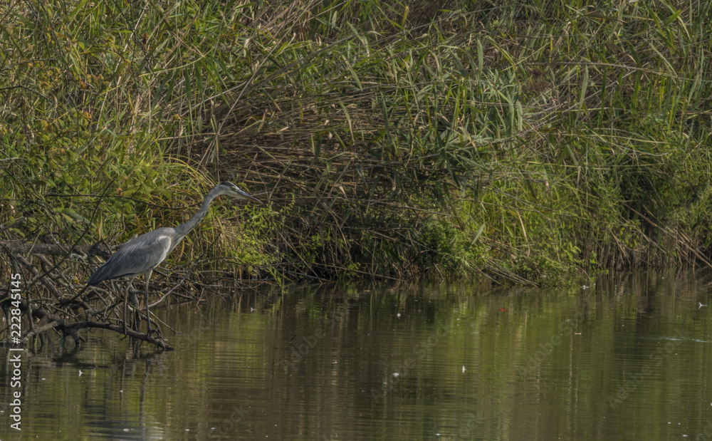 Heron bird near Vrbenske ponds in summer day Heron bird near Vrbenske ponds in summer day