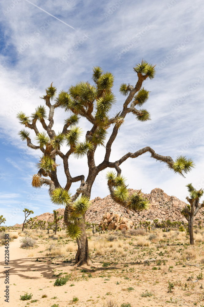 Joshua trees (Yucca brevifolia) on Boy Scout Trail in Joshua Tree National Park, California