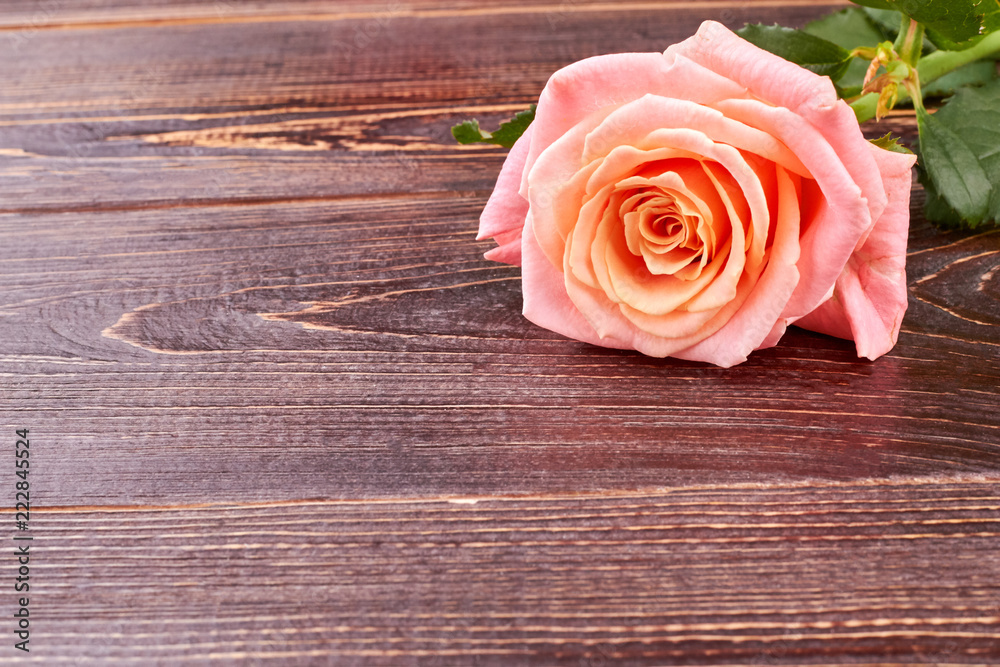 Pink rose on brown wooden background. Delicate flower on textured wood and copy space. Happy Birthday flower.