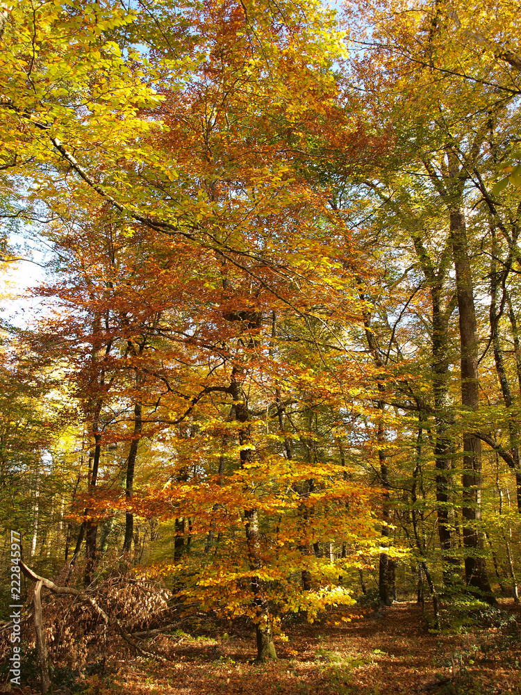 Tronçais dans l'Allier. Couleurs d'automne au coeur de la plus belle futaie de chênes d'Europe	