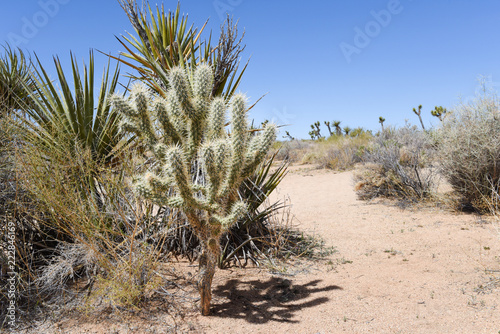Cactus along Boy Scout Trail in Joshua Tree National Park, California