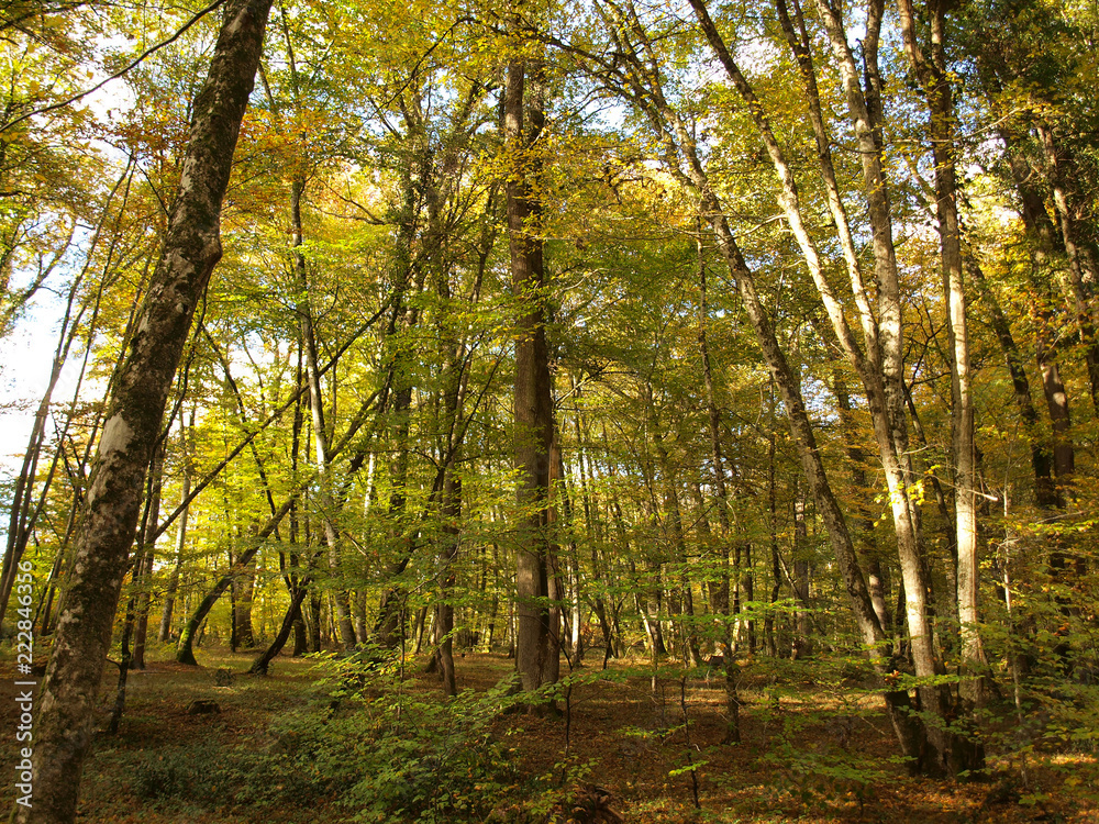 Obraz premium Tronçais dans l'Allier. Couleurs d'automne au coeur de la plus belle futaie de chênes d'Europe 