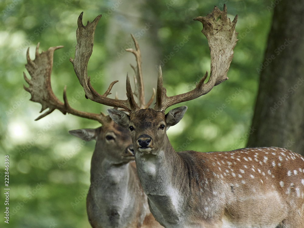 Fallow deer (Dama dama)