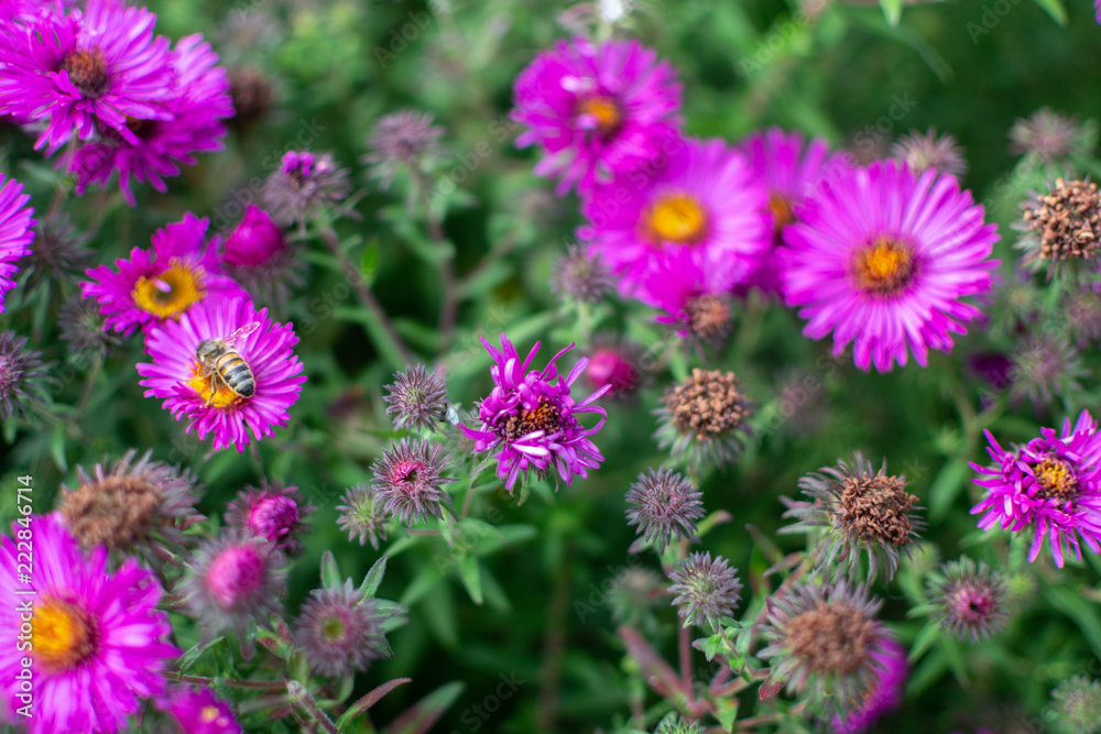 Obraz premium New england aster garden and a bee