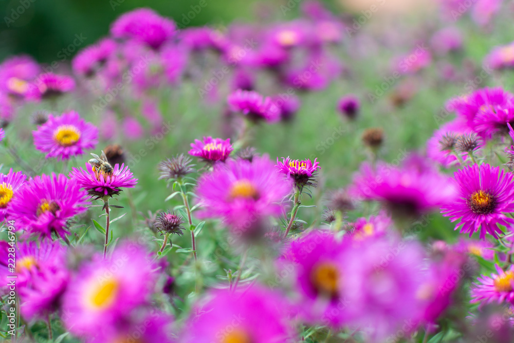 New england aster garden and a bee New england aster garden and a bee