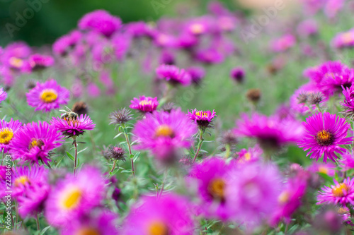 New england aster garden and a bee