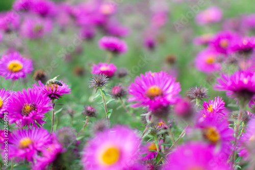 New england aster garden and a bee