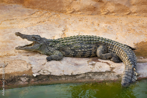 big crocodile with open mouth