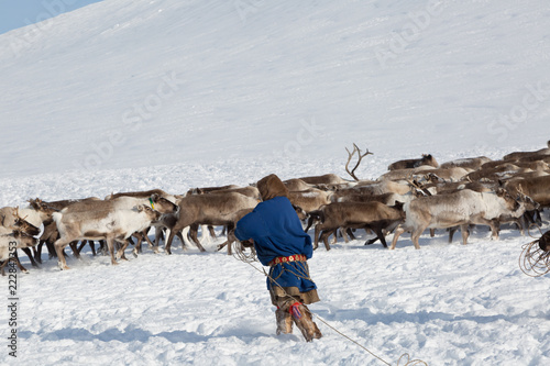 Nenets reindeer mans catches reindeers on a sunny winter day