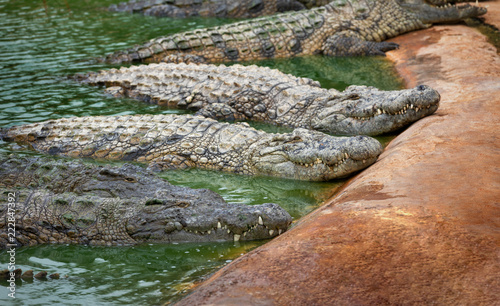 group of large crocodiles resting