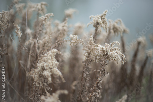 Masses of fluffy cream colored goldenrod beside a river