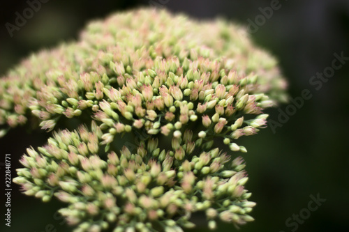 Macro view from above of blossoming white-pink inflorescences of stonecrop Sedum spectabils growing in spring on a flowerbed. Inflorescence of unopened buds on a green stem photo