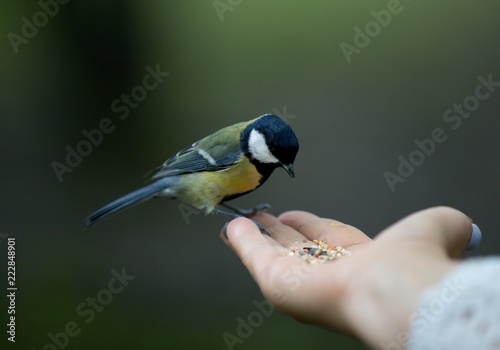 bird titmouse eating from the hand, a brave little bird, a bird that trusts, Poland