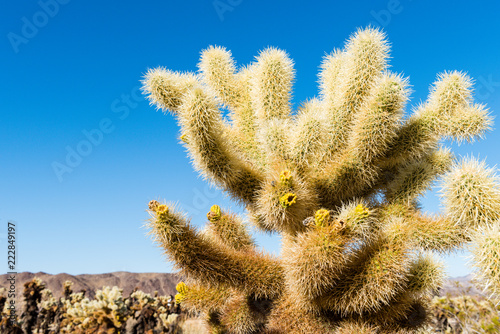 Cholla cactus (Cylindropuntia bigelovii) known as Teddy-bear cholla in the Cholla Cactus Garden in Joshua Tree National Park, California
