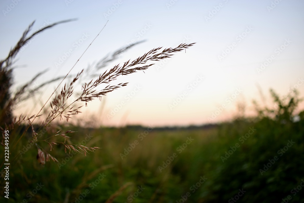 Obraz premium grass on a background of blue sky