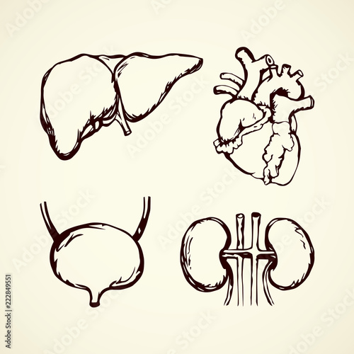 Bladder. Vector drawing