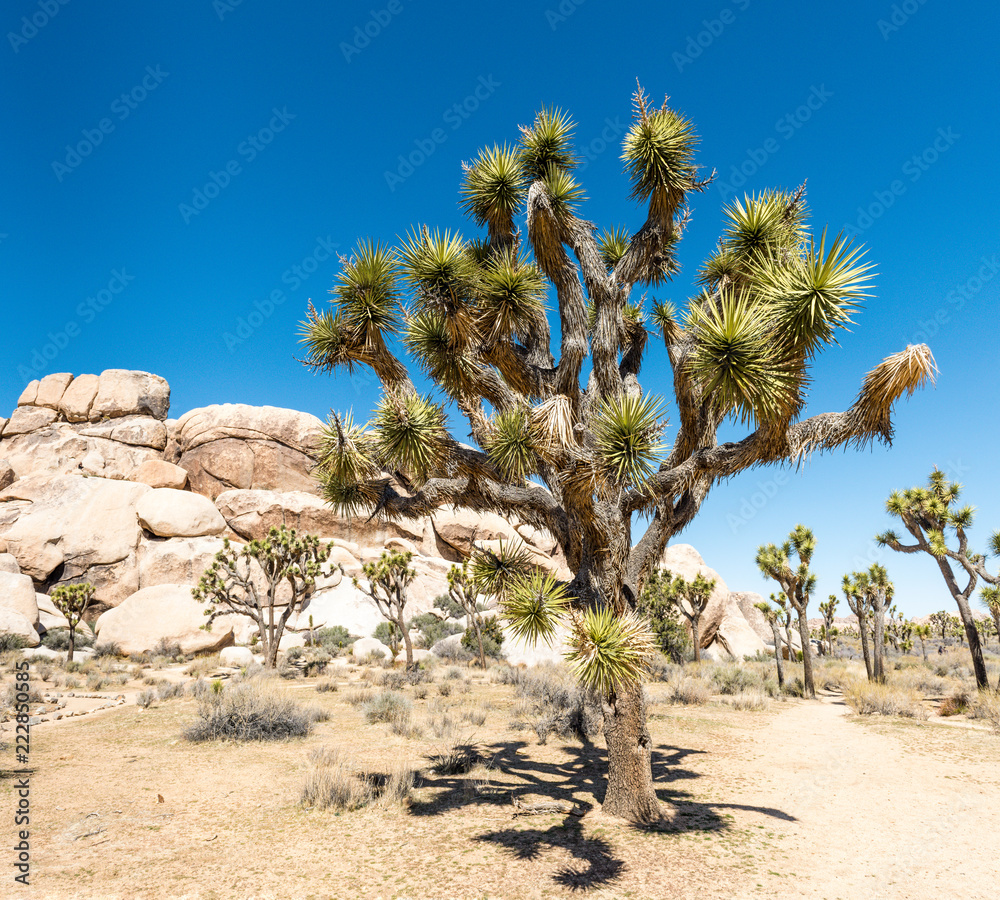 Joshua trees (Yucca brevifolia) in Hall of Horrors area of Joshua Tree National Park, California Joshua trees (Yucca brevifolia) in Hall of Horrors area of Joshua Tree National Park, California