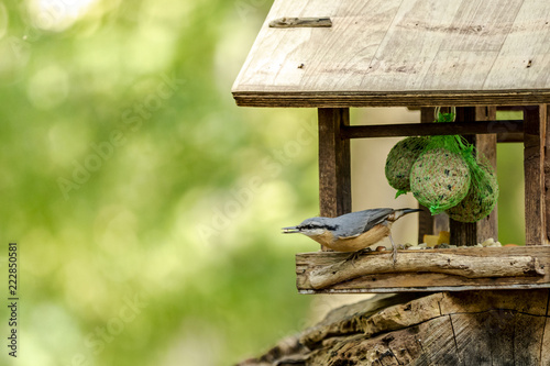 Titmouse bird in natural environment