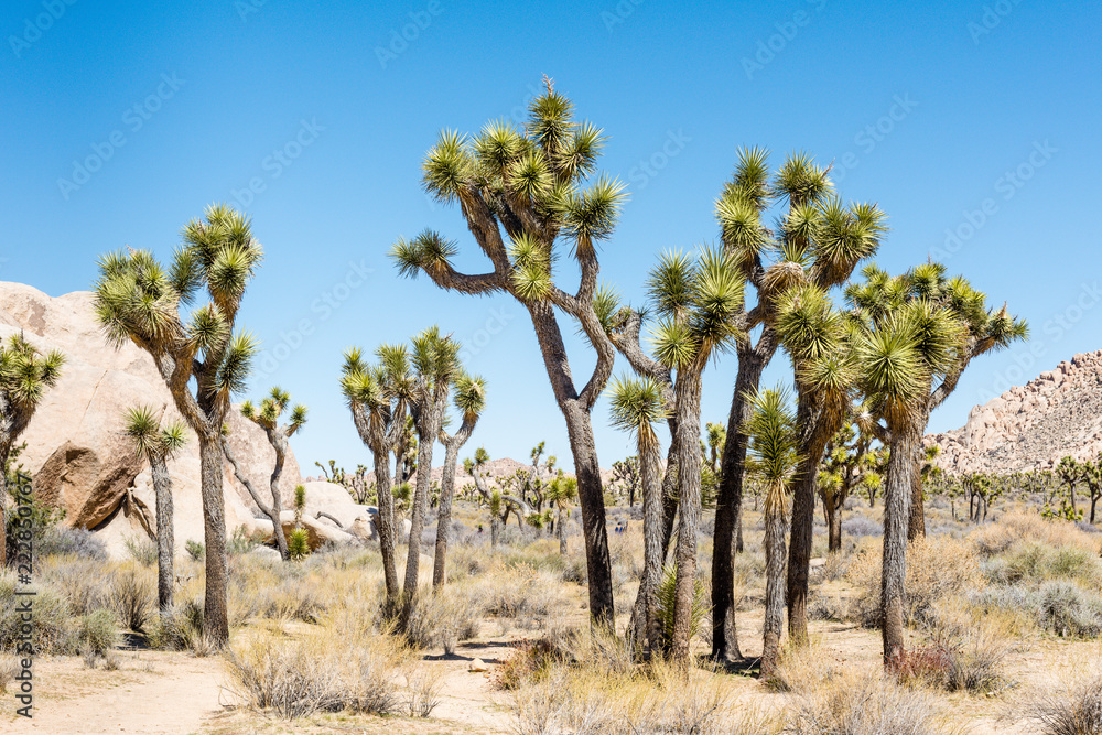 Joshua trees (Yucca brevifolia) in Hall of Horrors area of Joshua Tree National Park, California