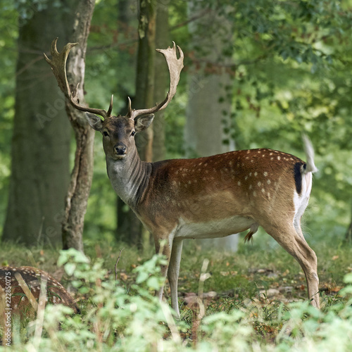 Fallow deer (Dama dama) © dennisjacobsen