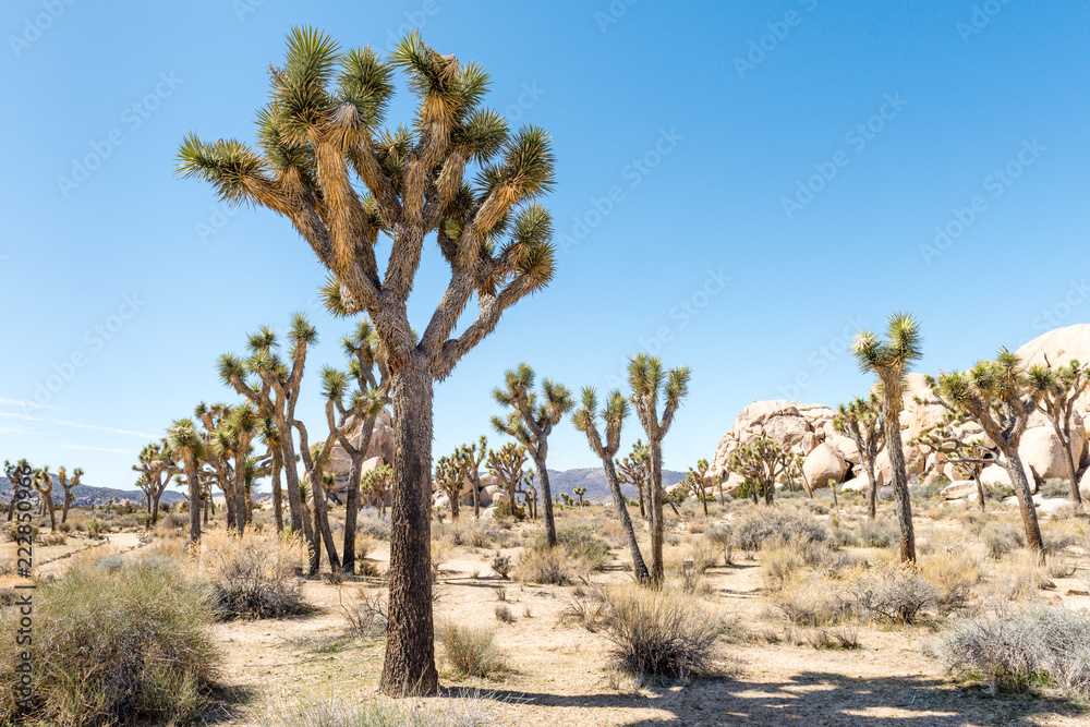 Joshua trees (Yucca brevifolia) in Hall of Horrors area of Joshua Tree National Park, California