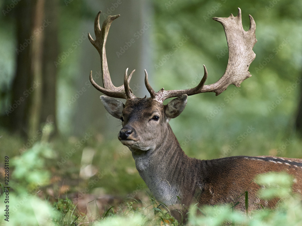 Fallow deer (Dama dama) Fallow deer (Dama dama)