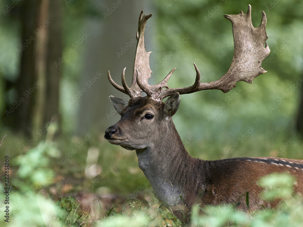 Fallow deer (Dama dama)