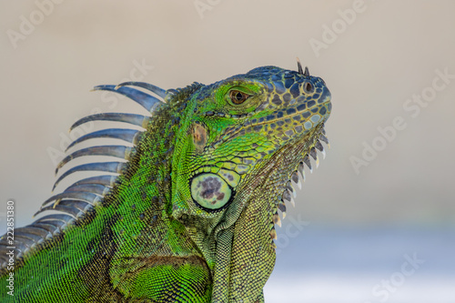 Iguana portrait