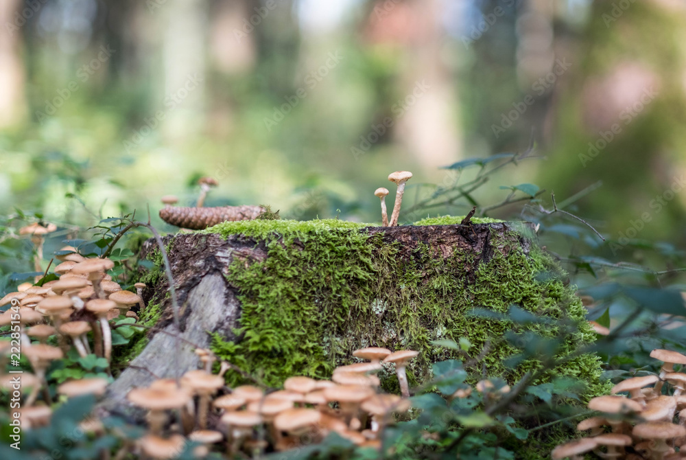 Obraz premium Pilze im September