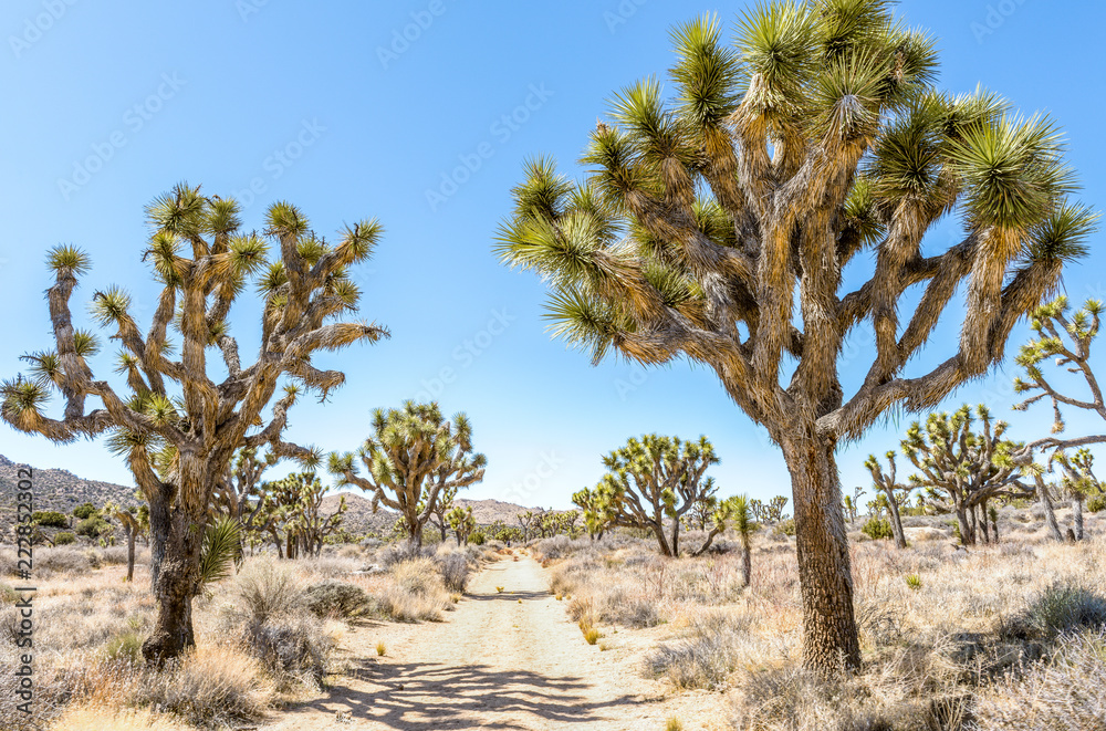 Joshua trees (Yucca brevifolia) on Stubbe Springs Loop in Joshua Tree National Park, California