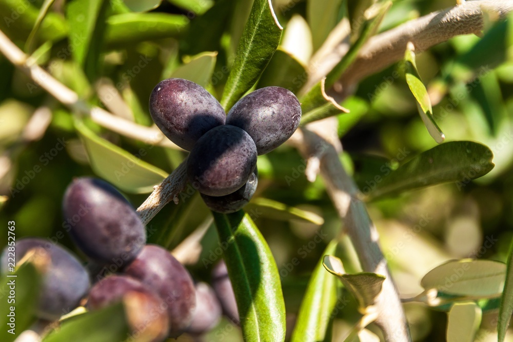 Olives on a tree on the island of Hvar. Olive cultivation. Production of edible oil. Agriculture in the Mediterranean. Olives on a tree on the island of Hvar. Olive cultivation. Production of edible oil. Agriculture in the Mediterranean.