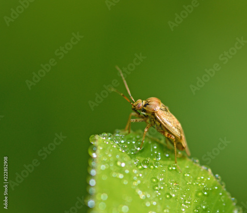 Photography the bedbug sits on a leaf.