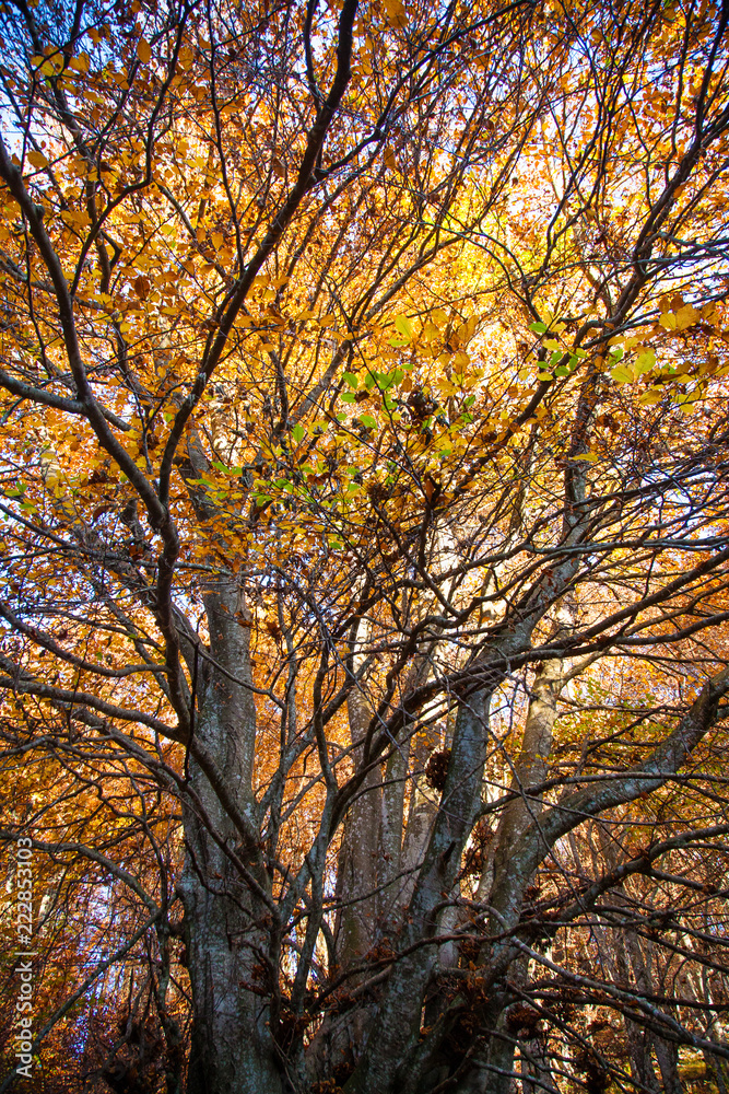 Trees in autumn season background Trees in autumn season background