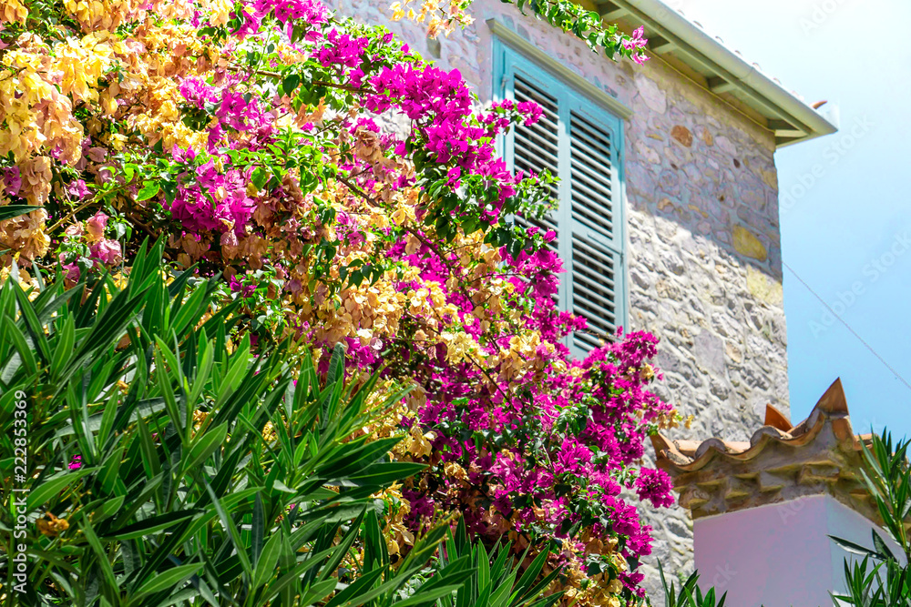 Hydra Flowers Surrounding Beautiful House