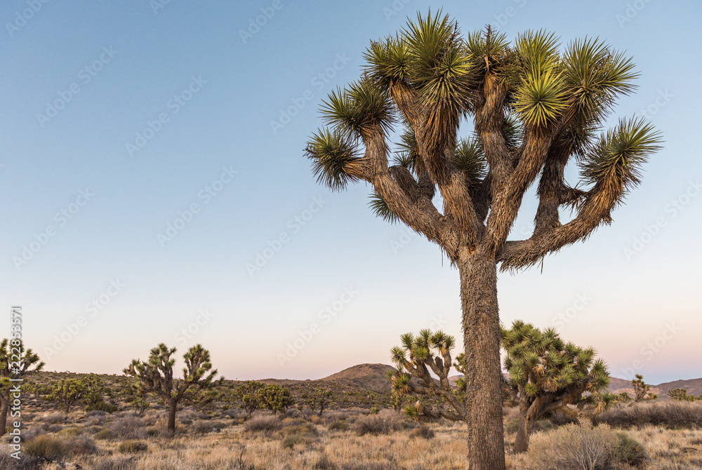 Joshua trees (Yucca brevifolia) at dusk off Stubbe Springs Loop in Joshua Tree National Park, California Joshua trees (Yucca brevifolia) at dusk off Stubbe Springs Loop in Joshua Tree National Park, California