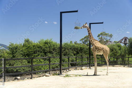 Giraffe in Front of the Sydney Cityscape photo